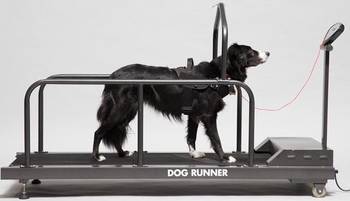 dog-runner-met-hond
