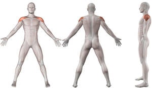 schouderspieren-anatomie
