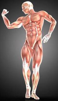 spieren-menselijk-lichaam