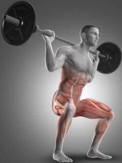 back-squatten-spieren